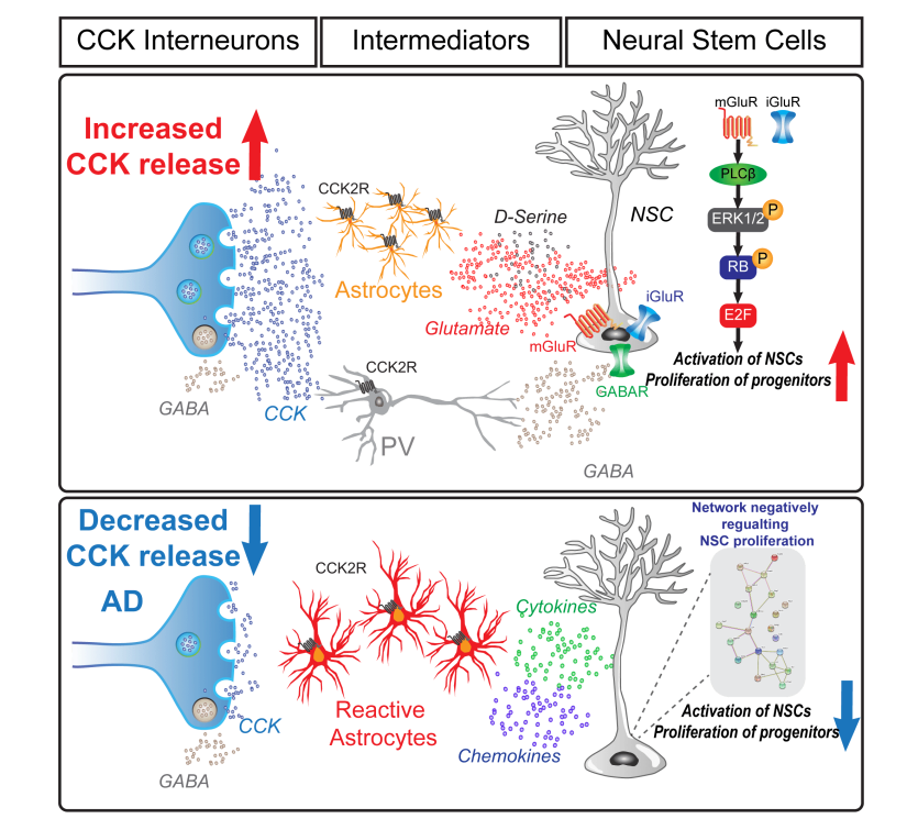 Asrican, Josh_CCK_model2019