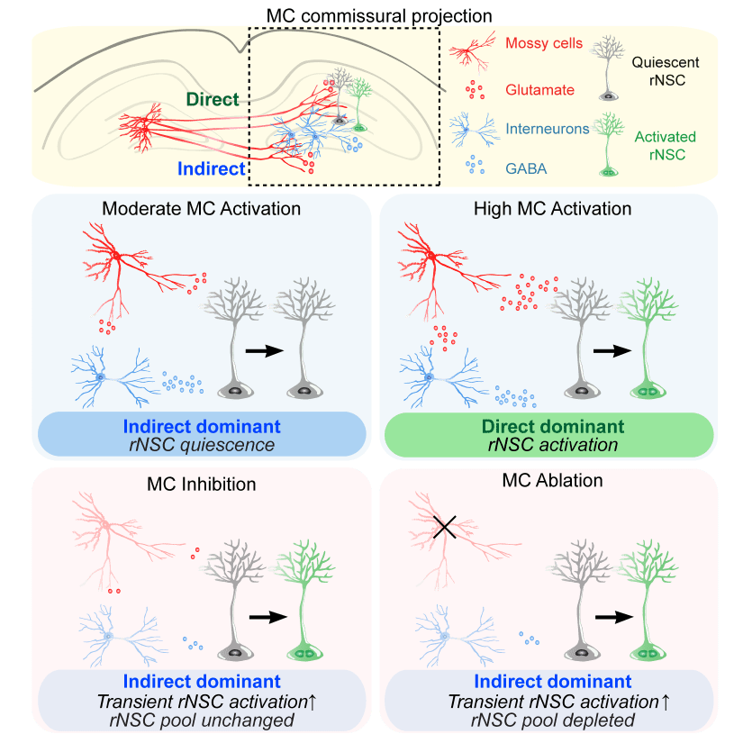 Yeh graphic abstract Neuron2018